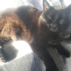 b0bcat onlyfans leaked picture 2