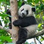 big_panda (Bear) free OnlyFans Leaked Pictures & Videos 

 profile picture