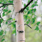 Birtch @birtch Leaks OnlyFans 

 profile picture