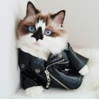 Onlyfans leak brain 

 profile picture