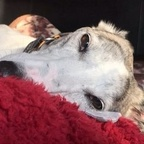 coloott (Colette) OnlyFans Leaked Pictures & Videos 

 profile picture