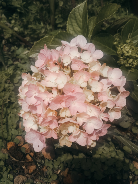 Header of cutehoney
