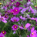 Free access to (@emily96) Leak OnlyFans 

 profile picture