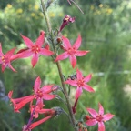 Onlyfans leaked franflora 

 profile picture