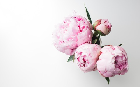 Header of hothani
