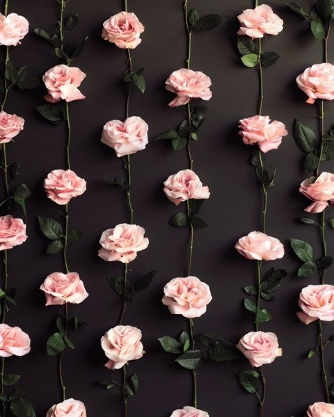 Header of jasmines