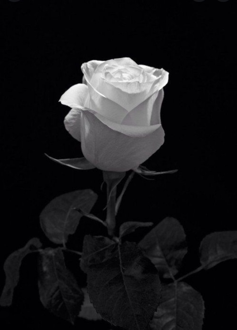 Header of katiesclub