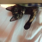 Download katthecatlady OnlyFans leaks for free 

 profile picture