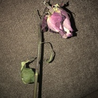 lightgoddess OnlyFans Leak 

 profile picture