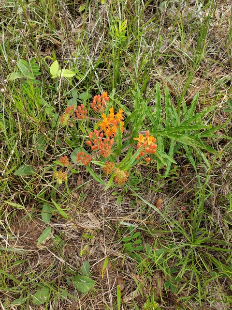 Header of lunaceleste