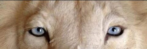 Header of lunacorazon
