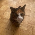 Kitty @meowsexual Leaks OnlyFans 

 profile picture