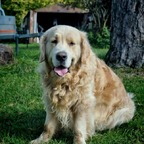 messi_the_dog (Golden Messi) OnlyFans Leaked Pictures & Videos 

 profile picture