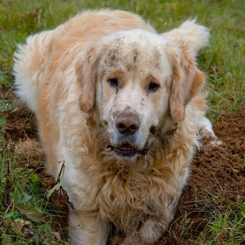 Header of messi_the_dog