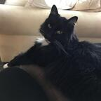 mittens (u2199065) free OnlyFans content 

 profile picture