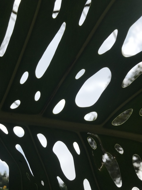 Header of monstera_deliciosa
