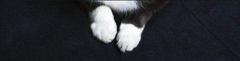 Header of onlykittykatt