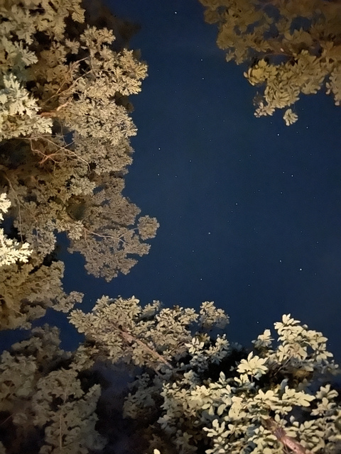 Header of queenofhearts_93