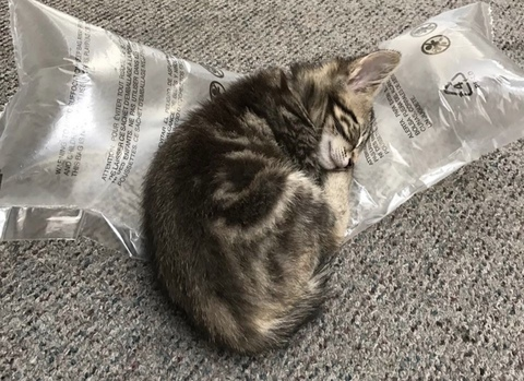 Header of raccoons_bedroomdreams