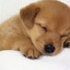 Roxana @roxanamaria Leak OnlyFans 

 profile picture