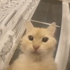 sirpusspusscat OnlyFans Leaked Photos and Videos 

 profile picture