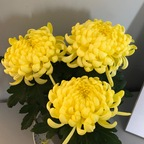 smelliotts OnlyFans Leaked Photos and Videos 

 profile picture