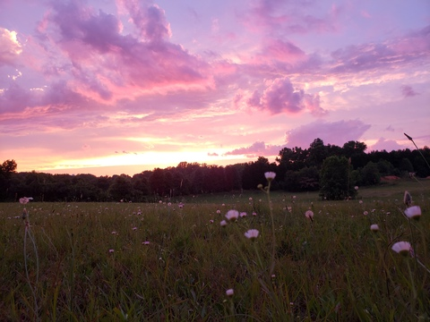 Header of tattooedkitten