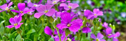 Header of thewallflower