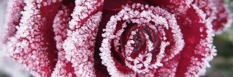 Header of winterrose69