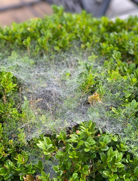 Header of xavierryans01