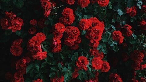Header of zararose.xo