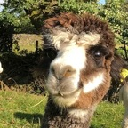 zaraxy (zara) OnlyFans Leaked Pictures and Videos 

 profile picture